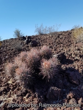 Echinocactus polycephalus