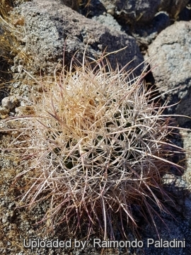 Ferocactus acanthodes f. albispinus