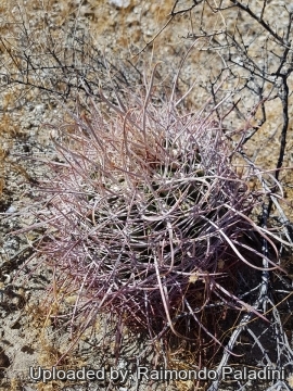 Ferocactus acanthodes f. albispinus