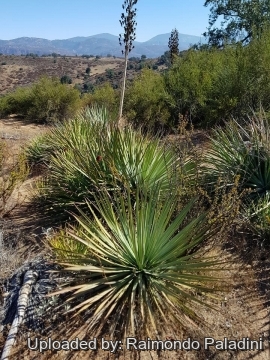 Hesperoyucca whipplei