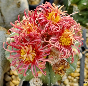 Astrophytum asterias cv. Showa Red