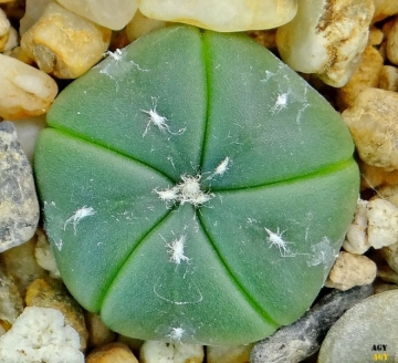 Astrophytum asterias cv. Goryo Kabuto (Five Ribs) + Ruri
