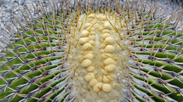 Echinocactus platyacanthus f. cristata