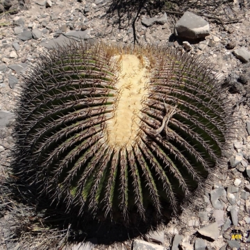 Echinocactus platyacanthus f. cristata