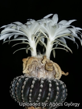 Discocactus horstii