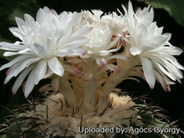 Discocactus placentiformis