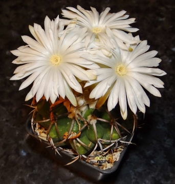 Discocactus pulvinicapitatus