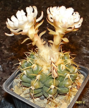 Discocactus cangaensis