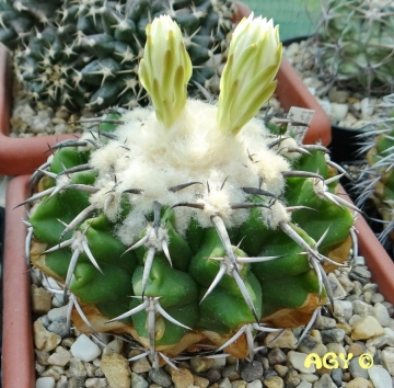 Discocactus latispinus