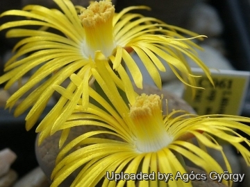 Lithops aucampiae C061 70 km WSW of Vryburg, South Africa