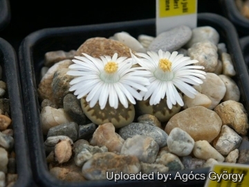 Lithops julii subs. fulleri var. brunnea C179 TL: 10 km NE of Pofadder, South Africa