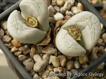 Lithops meyeri C273 55 km NNE of Port Nolloth, South Africa