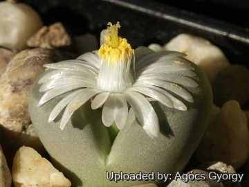 Lithops optica C276 10 km S of Lüderitz, Namibia