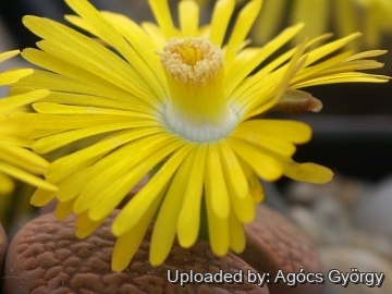 Lithops aucampiae C333 Near Griquatown, South Africa