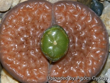 Lithops hookeri C118 25 km W of Strydenburg, South Africa