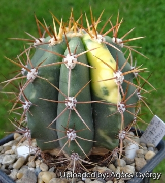 Echinopsis terscheckii f. variegata