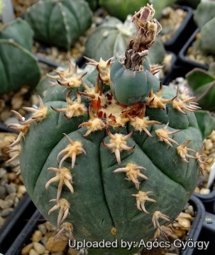 Gymnocalycium spegazzinii var. unguispinum