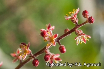 Bursera grandifolia