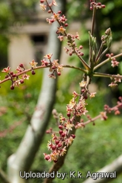 Bursera grandifolia