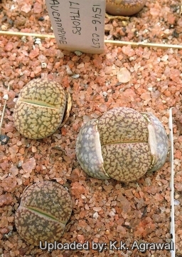 Lithops aucampiae C257 40 km W of Postmasburg, South Africa