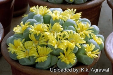 Lithops olivacea