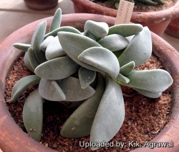 Deilanthe peersii