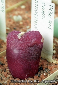 Conophytum maughanii
