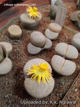 Lithops vallis-mariae C282 125 km North of Keetmanshoop, Namibia.
