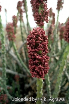 Euphorbia caducifolia