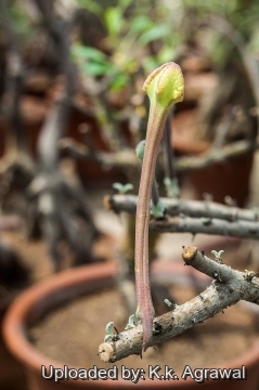 Sesamothamnus lugardii