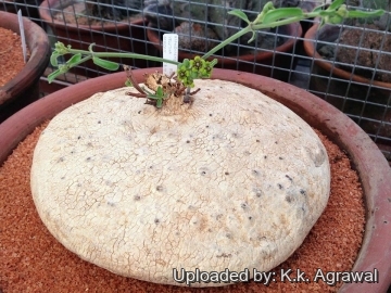 Raphionacme velutina