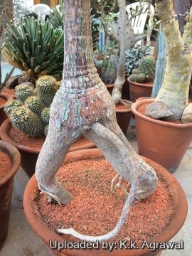 Pseudobombax ellipticum