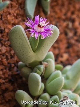 Antimima turneriana