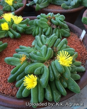 Glottiphyllum pygmaeum