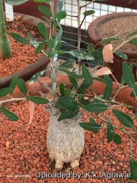 Fouquieria columnaris