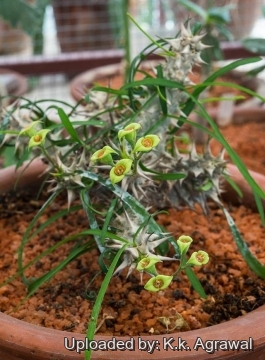 Euphorbia brachyphylla