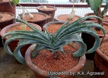 Aloe suprafoliata