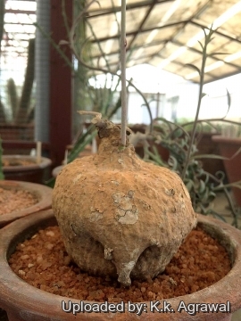 Adenia stenodactyla