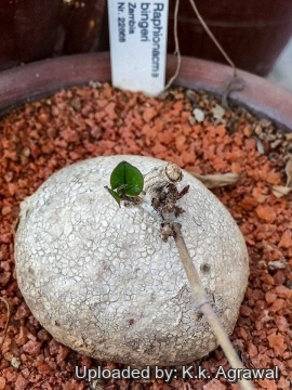 Raphionacme splendens subs. bingeri