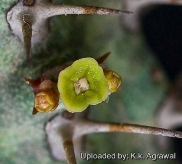 Euphorbia inaequispina