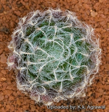Haworthia arachnoidea var. setata