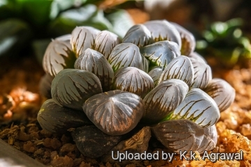 Haworthia cooperi var. truncata