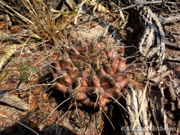 Gymnocalycium anisitsii subs. damsii
