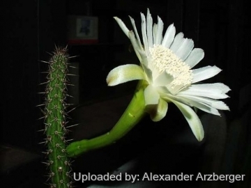 Praecereus euchlorus