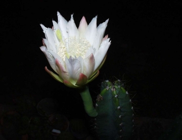 Cereus lanosus