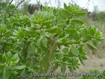 Quiabentia verticillata