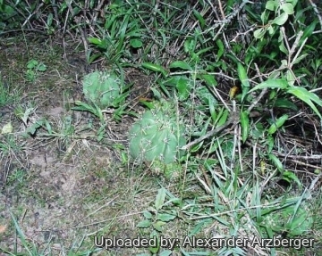 Echinopsis rhodotricha var. brevispina