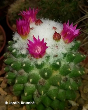Mammillaria polythele cv. Stachellos