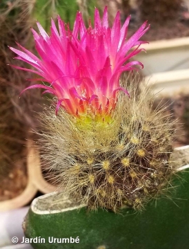 Neoporteria villosa var. laniceps