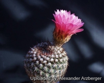Parodia rutilans